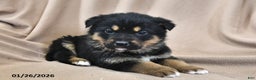 Mixed Breed dogs for sale: Max  - Ad 4