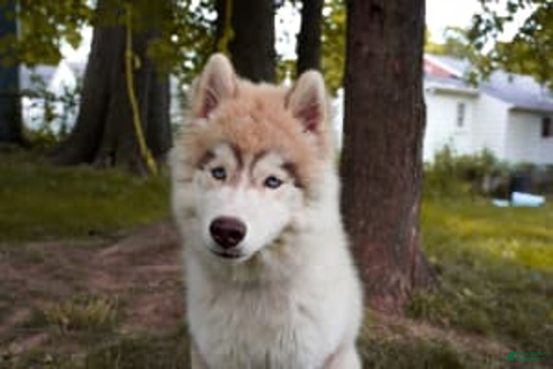 Gallery Image {{count}}