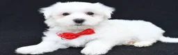 Maltese dogs for sale: Troy - Ad 7