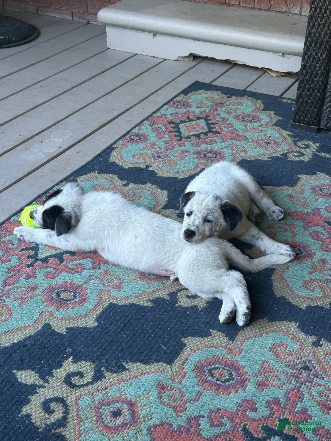 Mixed Breed dogs for sale: Opie - Ad 2
