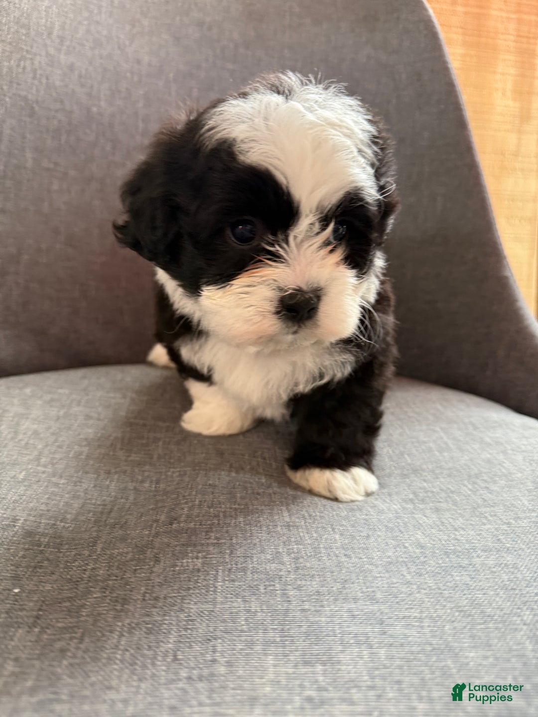 Teddy Bear dogs for sale: Stella - Ad 3