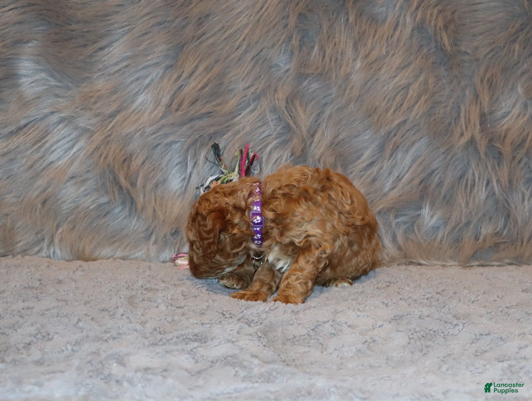 Mini Goldendoodle dogs for sale: Wendy 🌷👨‍👨‍👧‍👦💞🐕 - Ad 5