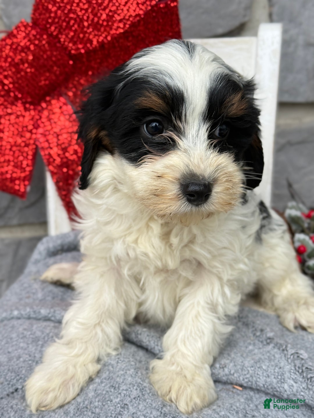 Cavapoo dogs for sale: Allie - Ad 11