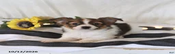 Papillon dogs for sale: Queen   - Ad 5