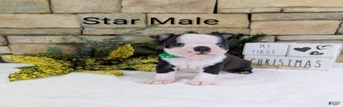Star, Boston Terrier, Available for Christmas