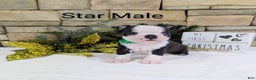 Boston Terrier dogs for sale: Star, Boston Terrier, Available for Christmas - Ad 1