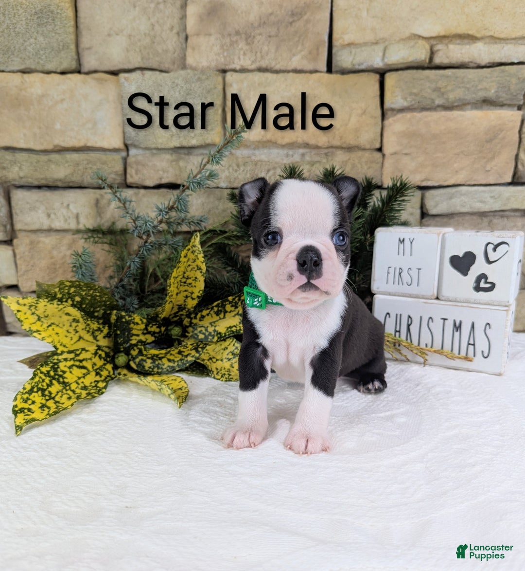 Boston Terrier dogs for sale: Star, Boston Terrier, Available for Christmas - Ad 1