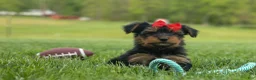 Yorkshire Terrier dogs for sale:  Benji  💛🐾 - Ad 14