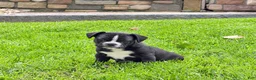 Frenchton dogs for sale: Archie  - Ad 5
