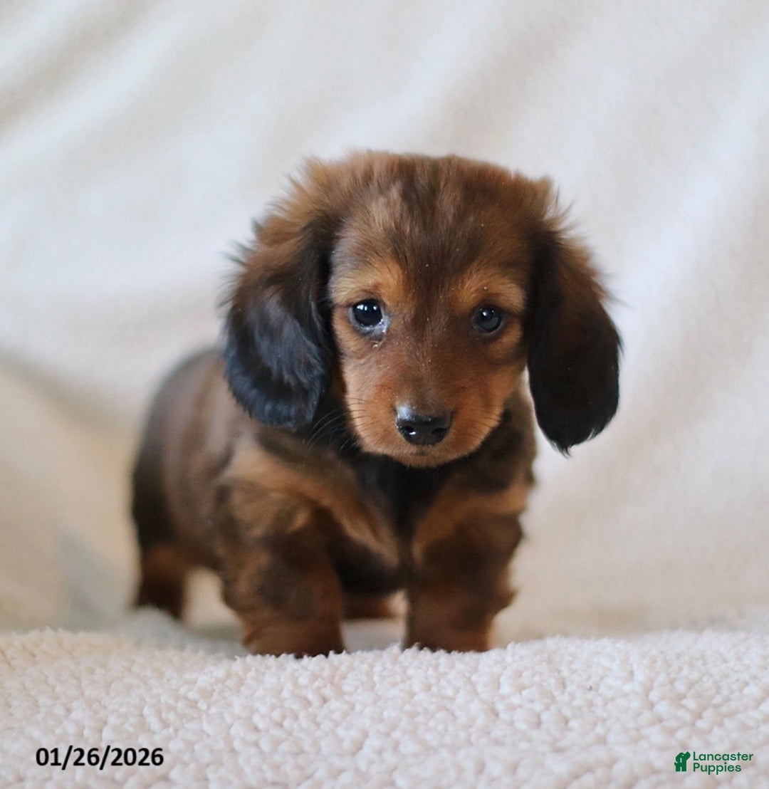 Miniature Dachshund dogs for sale: Whisper - Ad 1
