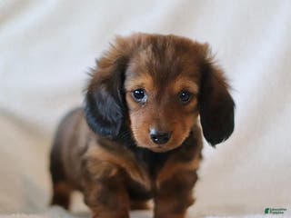 Miniature Dachshund dogs Whisper - Ad 23