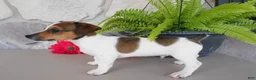 Jack Russell Terrier dogs for sale: Tucker  - Ad 3