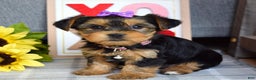 Yorkshire Terrier dogs for sale: Harper  - Ad 4