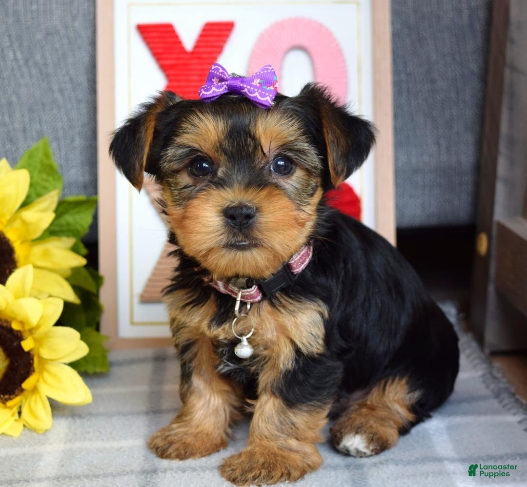 Yorkshire Terrier dogs for sale: Harper  - Ad 4