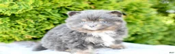 Pomeranian dogs for sale: Ashton - Ad 2