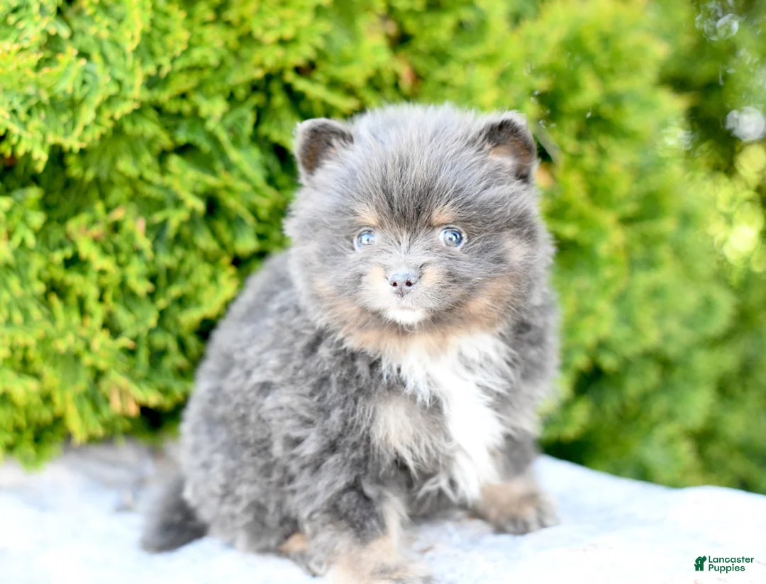 Pomeranian dogs for sale: Ashton - Ad 2