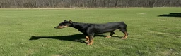 Doberman Pinscher dogs for sale: Gorgeous Girl  - Ad 3