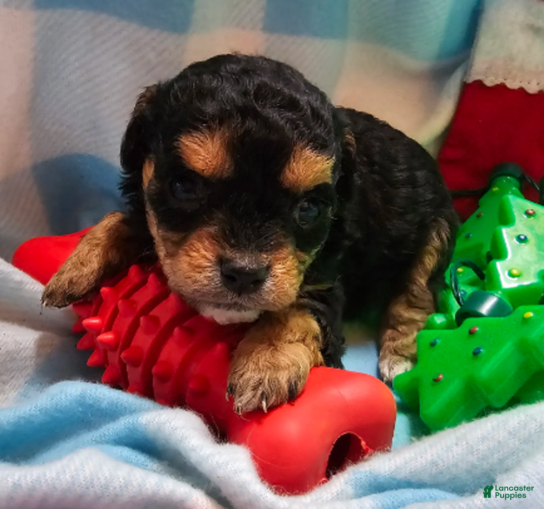 Cavapoo dogs for sale: LE'MON - Ad 3