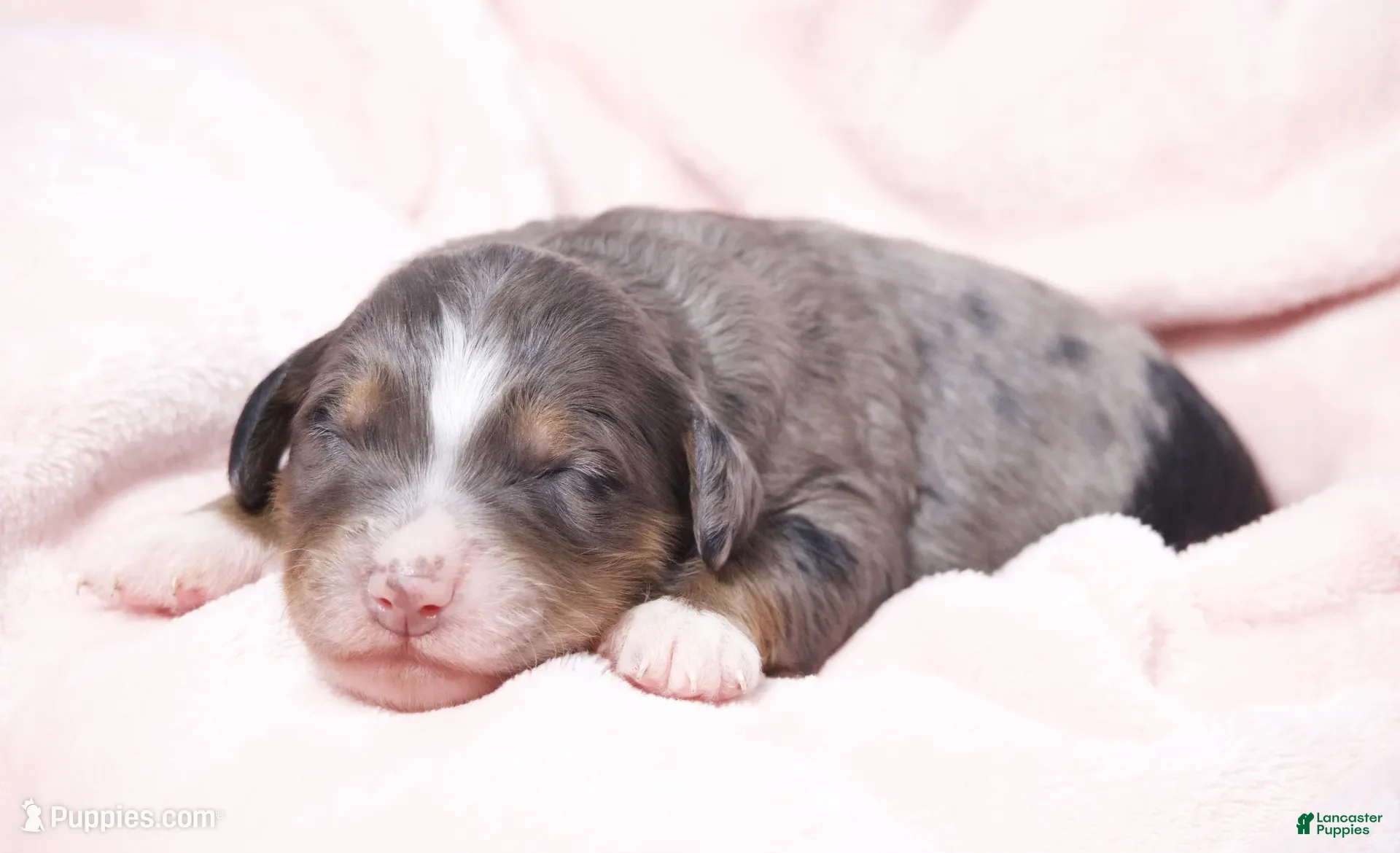 Mini Bernedoodle dogs for sale: Jody  - Ad 1