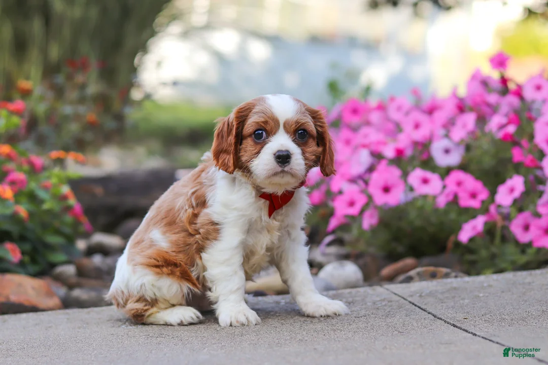 Cavalier King Charles Spaniel dogs for sale: Luca - Ad 2