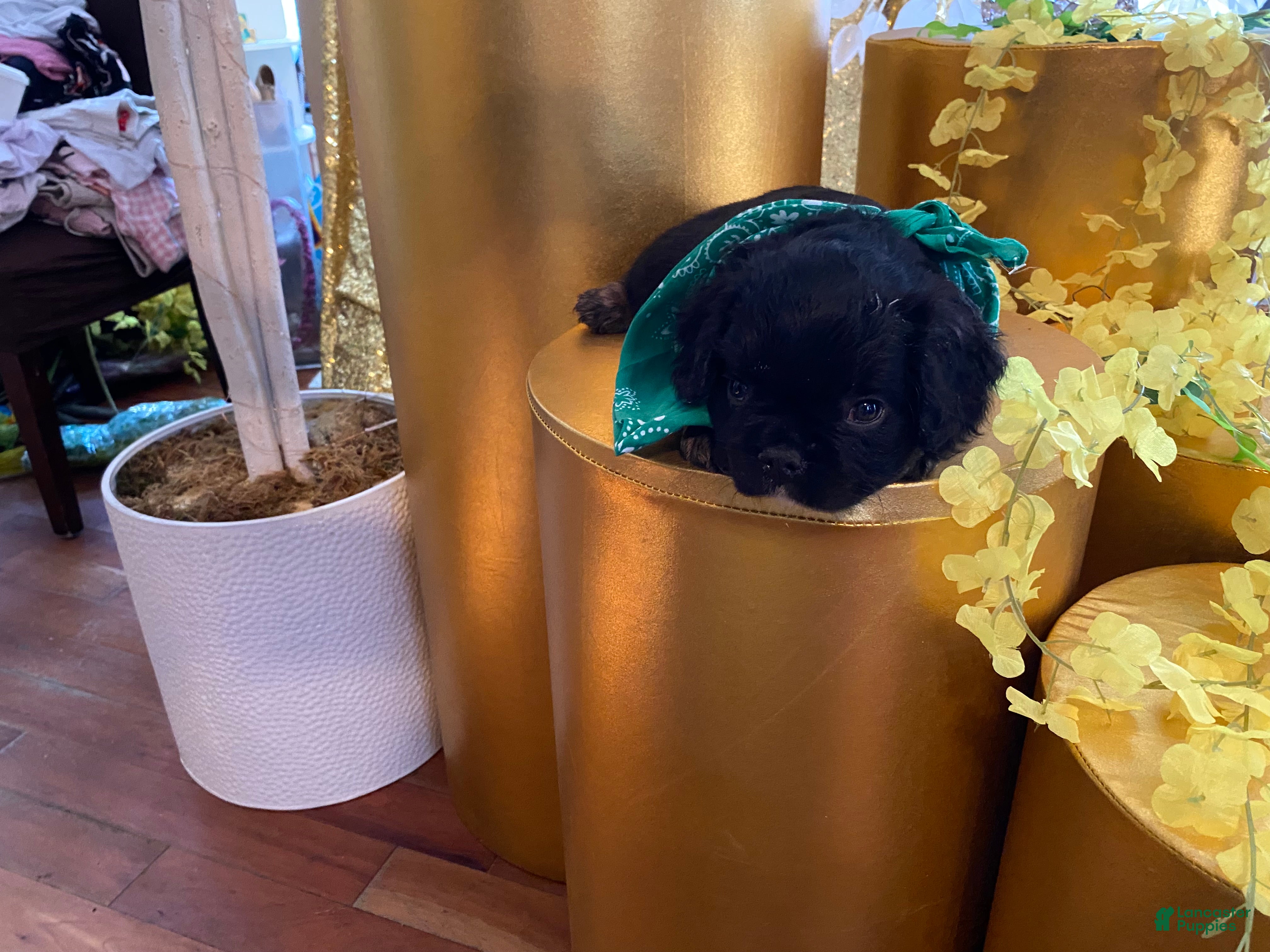 French Bulldog dogs Sage  - Ad 1