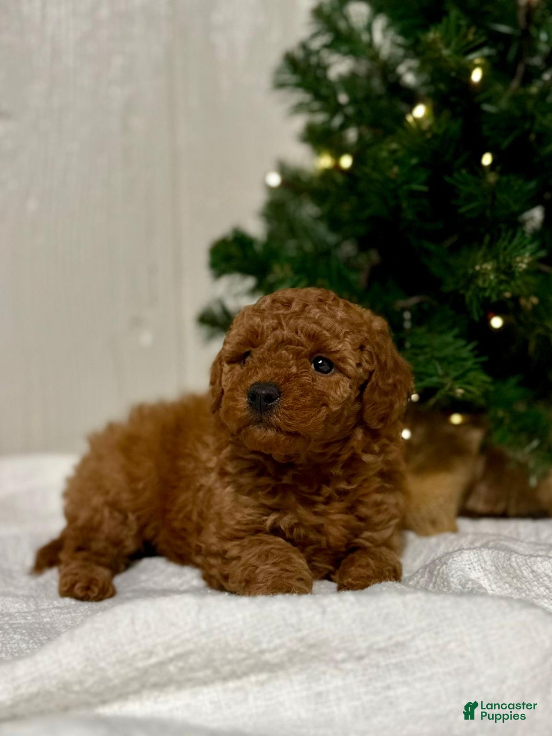 Mini Goldendoodle dogs for sale: Joy - Ad 2