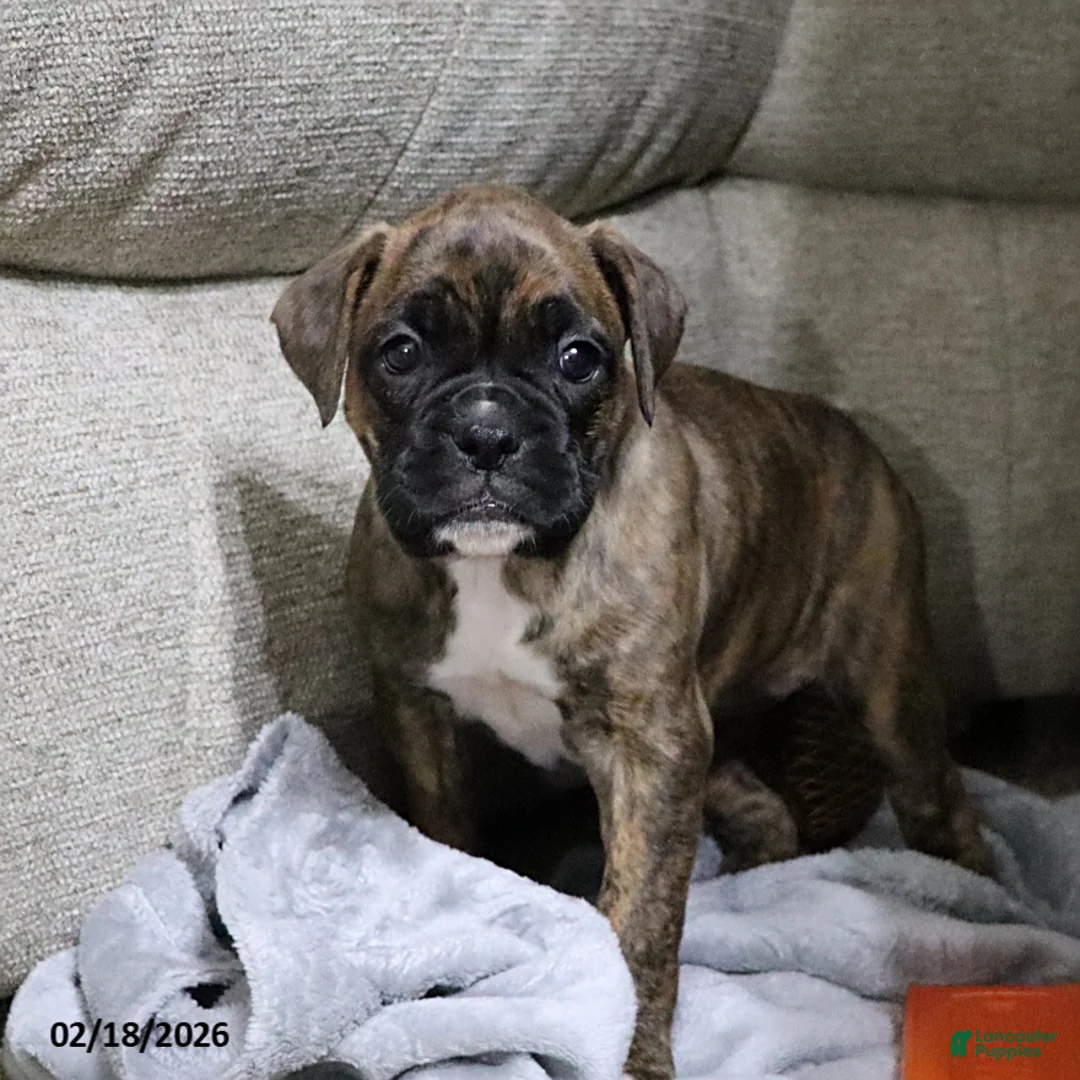 Boxer dogs for sale: Molly - Ad 8