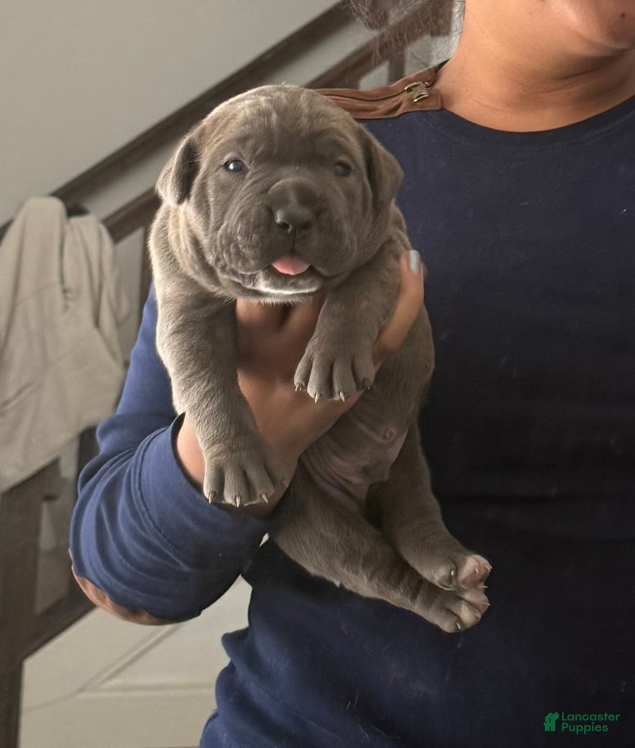 Cane Corso dogs Cane Corso Puppy 2 - Ad 33