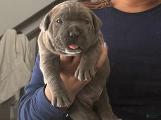 Cane Corso dogs Cane Corso Puppy 2 - Ad 33