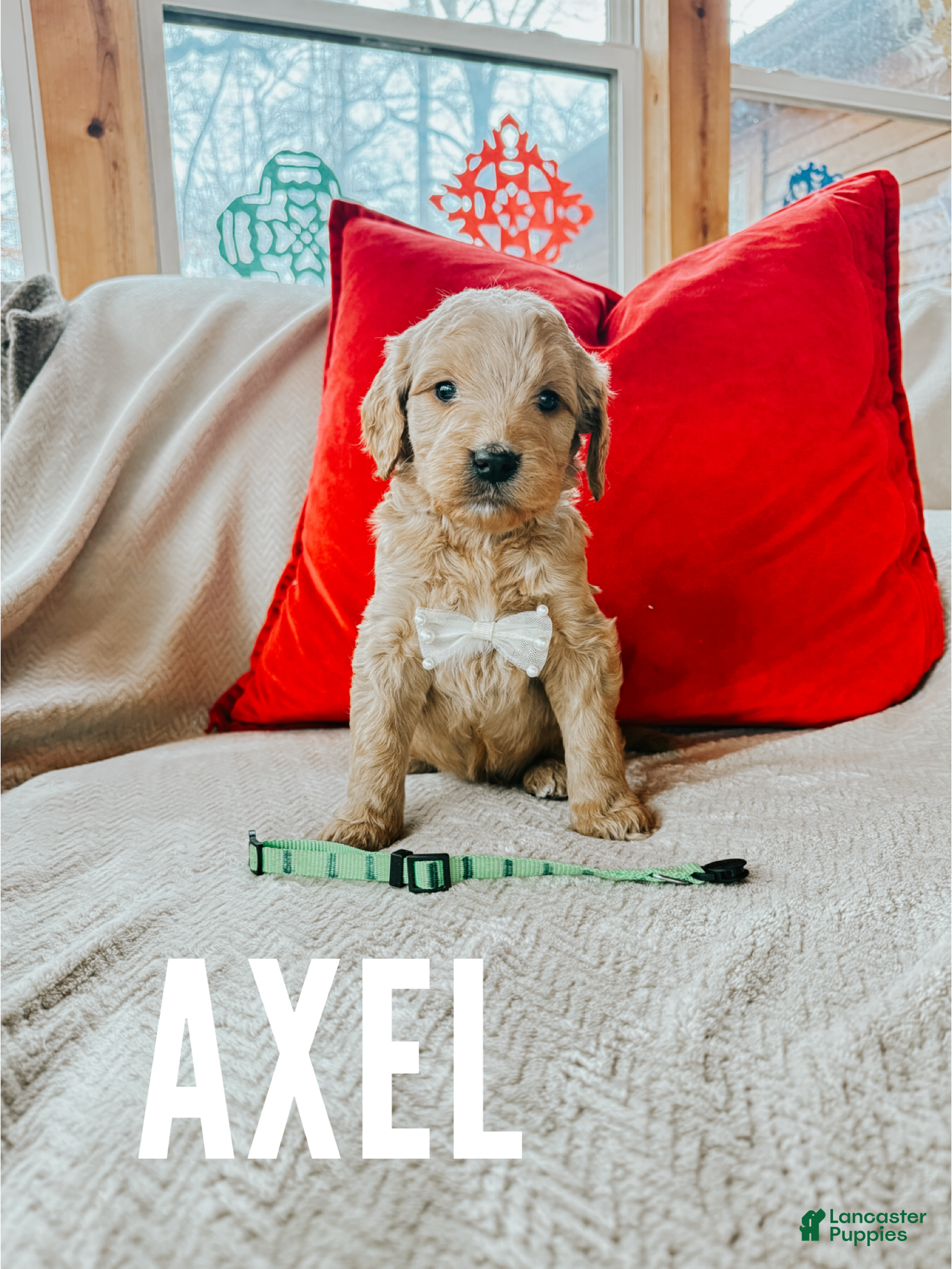 Goldendoodle dogs Axel - Ad 17