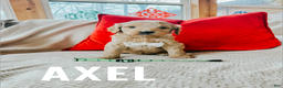Goldendoodle dogs for sale: Axel - Ad 1