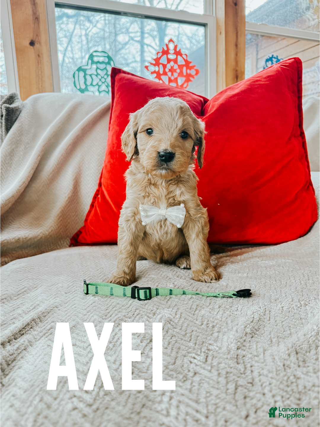 Goldendoodle dogs for sale: Axel - Ad 1