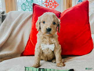 Goldendoodle dogs Axel - Ad 39