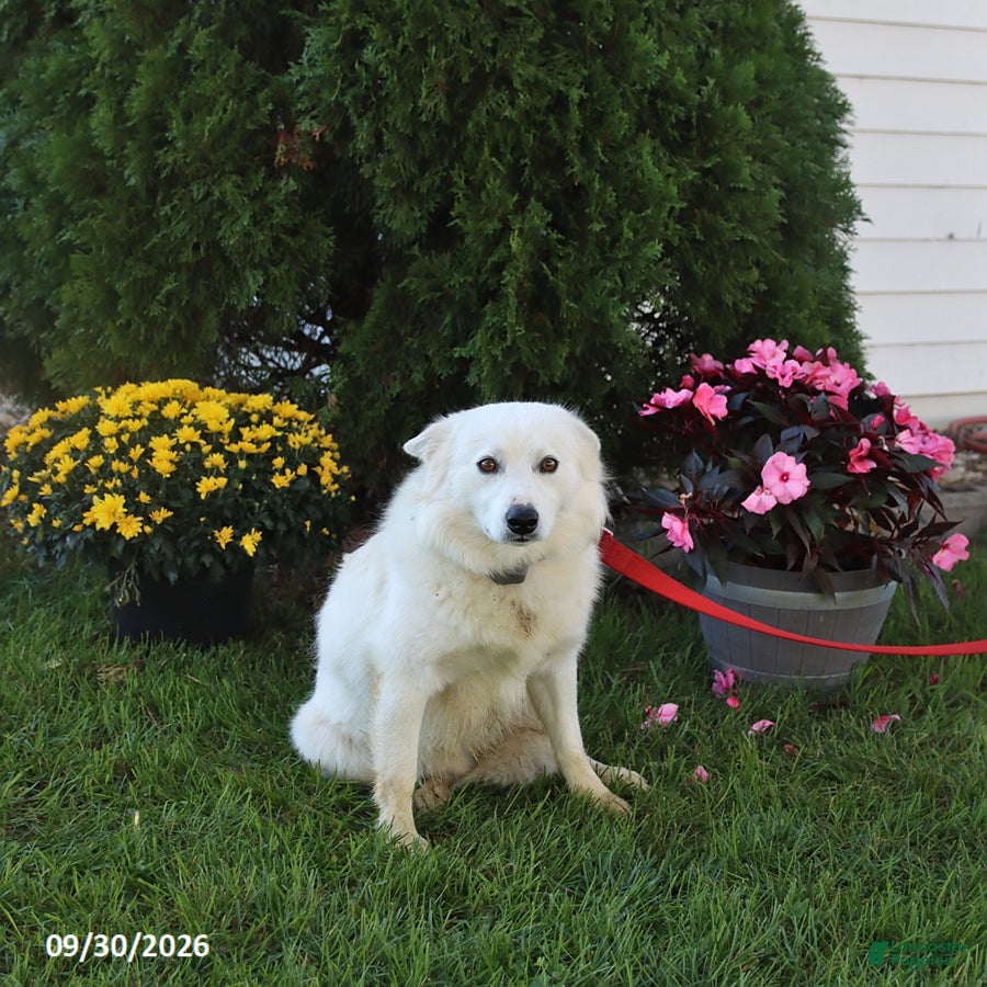 American Eskimo dogs Twinkie - Ad 2