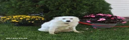 American Eskimo dogs for sale: Twinkie - Ad 2