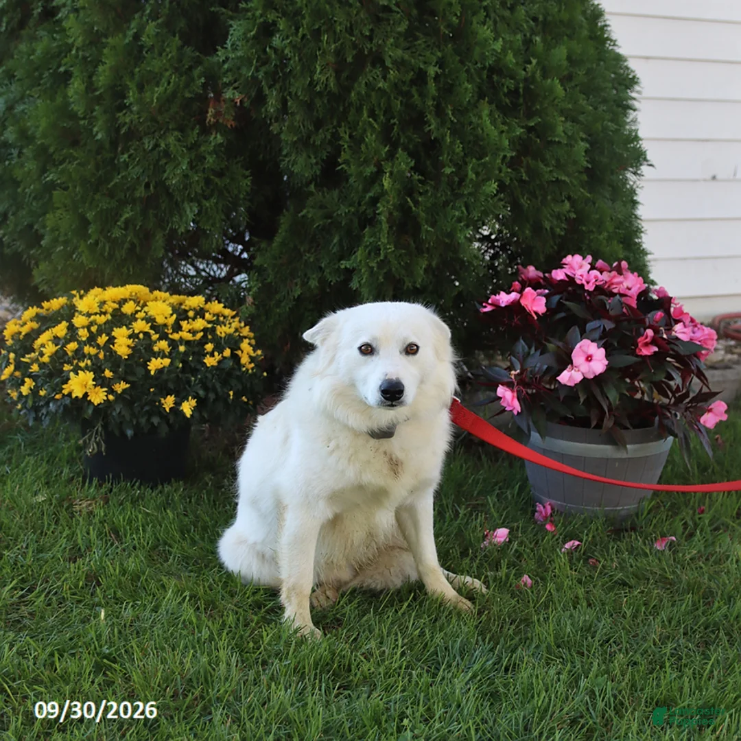 American Eskimo dogs for sale: Twinkie - Ad 2