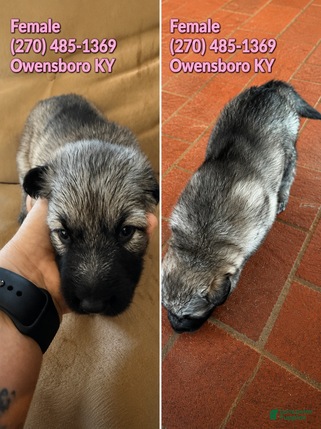 German Shepherd dogs German Shepherd 4 - Ad 1