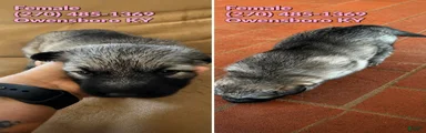 German Shepherd 4