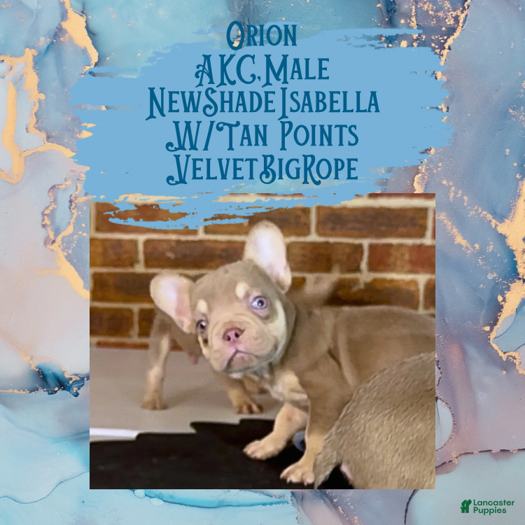 French Bulldog dogs Orion “Rare Velvet Rope Frenchie with Tan Points & a Story to Tell - Ad 8