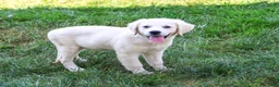 Golden Retriever dogs for sale: Tori - Ad 3