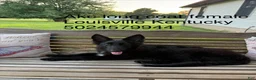 German Shepherd dogs for sale: Aurora  - Ad 2