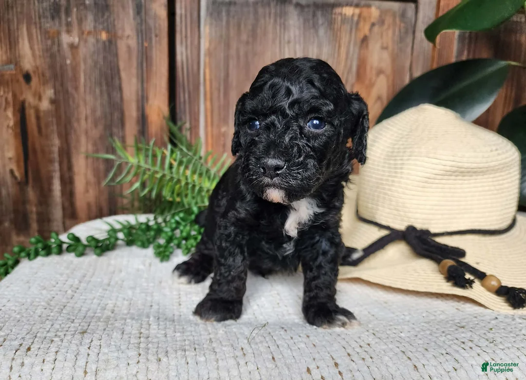 Mini Bernedoodle dogs for sale: Brock - Ad 1