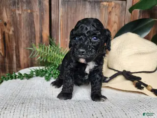 Mini Bernedoodle dogs Brock - Ad 34