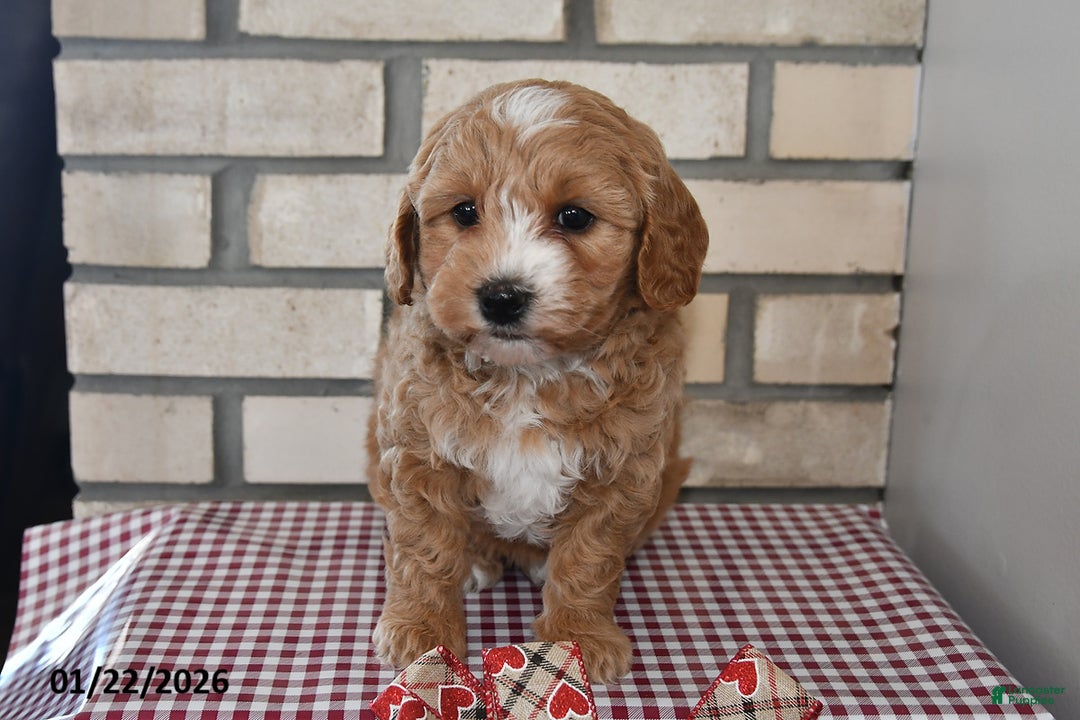 Bichpoo dogs for sale: Candy - Ad 5