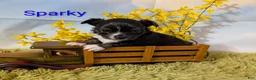 Chihuahua dogs for sale: Chihuahua Puppy 1 - Ad 3