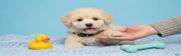 Maltipoo dogs for sale: GUCCI - Ad 4