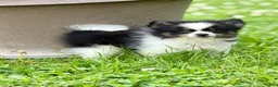 Pomeranian dogs for sale: ACA Macy  - Ad 2