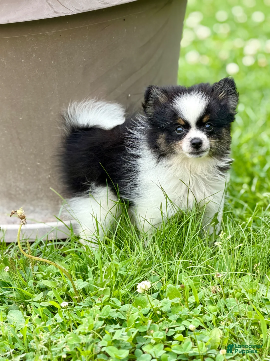 Pomeranian dogs for sale: ACA Macy  - Ad 2