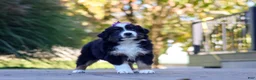 Miniature Australian Shepherd dogs for sale: Zuzu - Ad 5