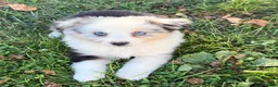 Miniature Australian Shepherd dogs for sale: Buckeye - Ad 5